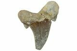 Bargain, Sokolovi (Auriculatus) Shark Tooth - Dakhla, Morocco #312630-1